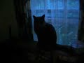 Ari in the Bedroom Window