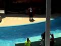 Sea Lions of the Carribean @ Six Flags Discovery Kingdom