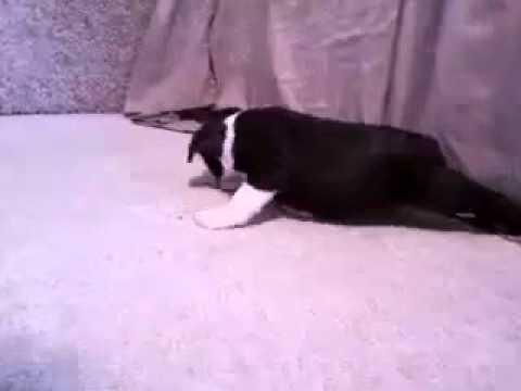 Feebee 3-19-15 Boston Terrier Girl
