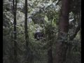 Guar at Wang Nam Kiew, Thailand กระทิงที่วังน้ำเขียว