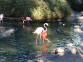 Where little flamingos come from.... Where little flamingos come from....
