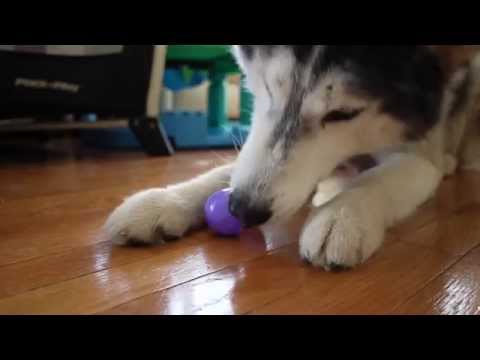 Easter Bunny Visits Mishka the Talking Husky!