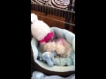 Click here to watch this video Bichon frise puppies