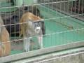 videos de Me and Simms mock monkies