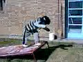 Hip Hop Breakdance Bboy Nacho 5 años