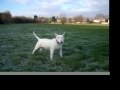 maggie the english bull terrier