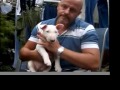 Bull Terrier Inglés video