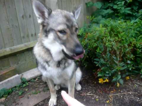 how to train czechoslovakian wolfdog