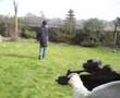 Danny Drew Getting Shot by BB gun