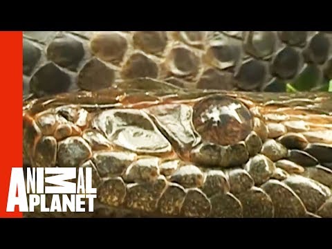 Anaconda Engulfs Man's Hand | World's Scariest Animal Attacks