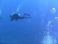 videos de Blackbeards Divers 2008
