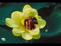Yekulajudemi Yevadainanemi - Annamacharya Keerthana [High Quality] with English Subtitles | Telugu Songs Videos,telugu-songs-videos free online video