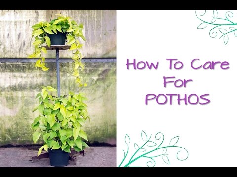 how to replant a golden pothos