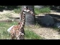 Baby Giraffe