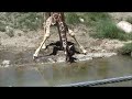 Baby Giraffe
