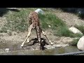 Baby Giraffe