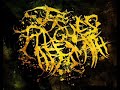 The Plague's Aftermath - Dissonant Anomaly