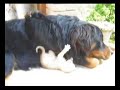 Coccole tra cane e gatto