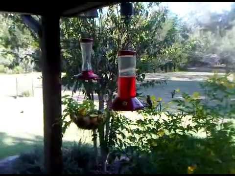 bill shuler - Hummingbirds swarming on September 26, 2012. Birch Creek, Texas near Lake Somerville.