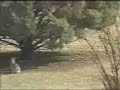 Iepure-nebun
