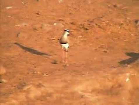Crowned Plover at Pete's Pond 10/26/2006