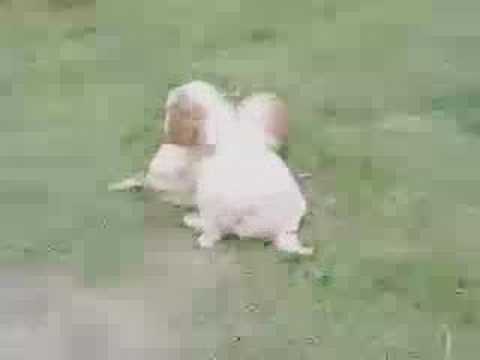 See video