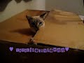 Kitteh in a Box
