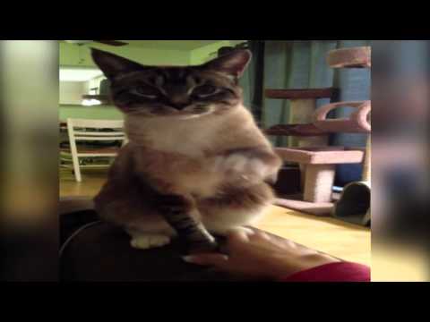 Play YouTube video