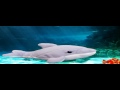 Dolphxtravaganza