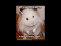 Very Funny Cats Part 7