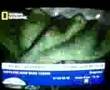 hayvanlar�n seks ya�am�3