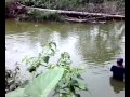 tangkap buaya.mp4