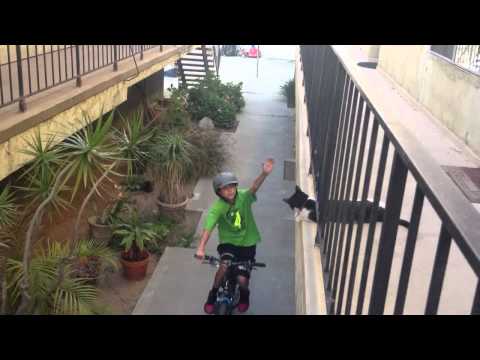 Gata cumprimenta o rapaz da bicicleta