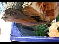 Knuckleboom tree removal