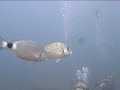 Buceo en Tabarca