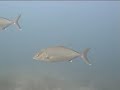 Buceo en Tabarca Buceo en Tabarca