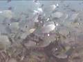 Buceo en Tabarca