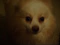 ポメラニアン動画