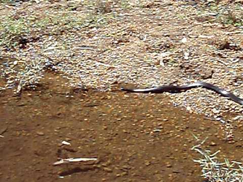 porphyriacus - came across this snake while fishing out of a canoe.
