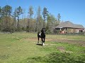 Ragan, Spotted Draft Stallion video 012.avi