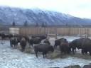 bison round up