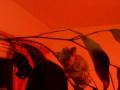 videos de Veiled chameleon Englebert 2
