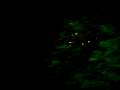 videos de reveion 312