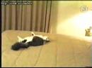 stupid cat