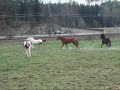 Springrace Springrace
