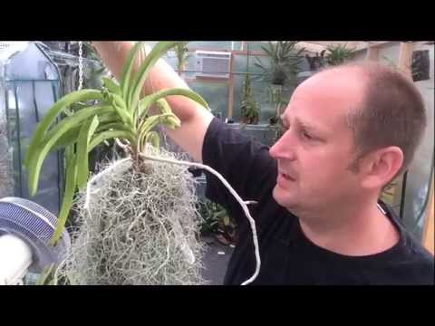 how to care vanda orchids
