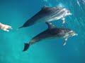Swimming with wild Dolphins off the shores of Bimini, Bahamas