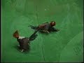 video de gallos dominicano