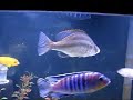 150G Aquarium