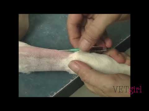 VETgirl Video: Intravenous Catheter Tip and Trick with Amy Newfield
